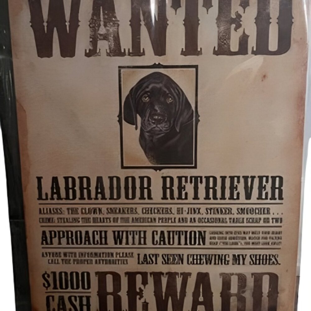 New Black Labrador Wanted Reward Metal Sign